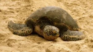 turtle beach