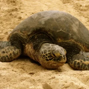 turtle beach