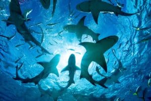 Sharks in Waikiki?