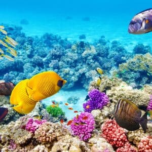 Morning Reef Snorkel OE1