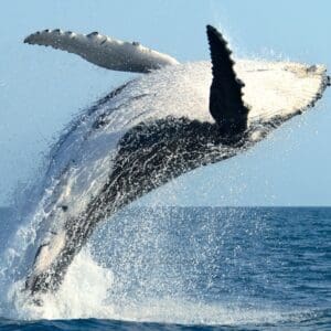 Whale Watching & Sunrise Breakfast Cruise
