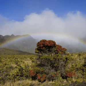 Maui Island Van Rental (ON SALE 20% OFF/ Reg $199.50)