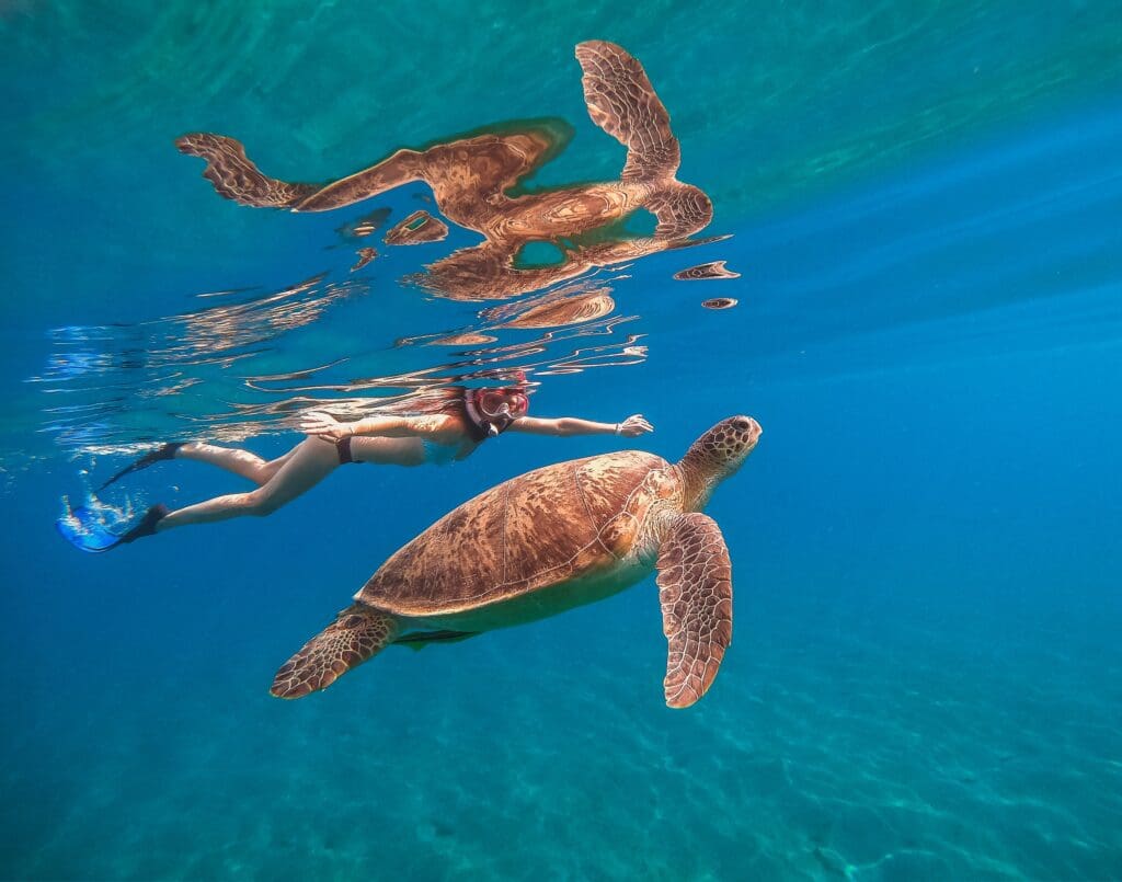 Turtle Snorkel Hawaii