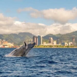 Whale Watching