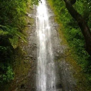 Hikers walking through lush Manoa Falls trail