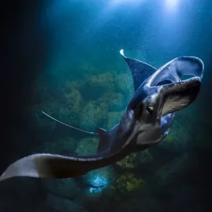 Snorkelers swimming with manta rays at night