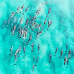Snorkelers exploring vibrant coral gardens underwater