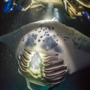 Night snorkeler holding glowing light board in ocean