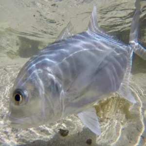 Fishing along the shoreline with expert guidance and gear