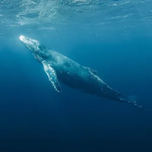 Watching whales breach near the shoreline