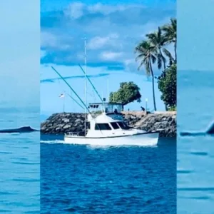 Private boat cruising through ocean during whale watching tour