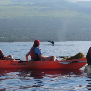 Whale breaching spectacularly during Maui whale watch