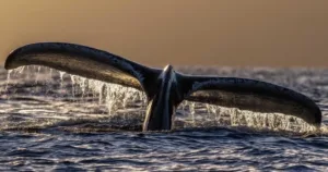 4 HOUR Whale Watch Photography Expedition + Snorkel *Private Charter*