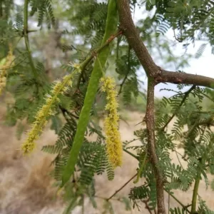 Gathering wild plants for natural medicine making