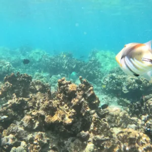 Snorkelers exploring underwater life during 4 hour Kealakekua trip