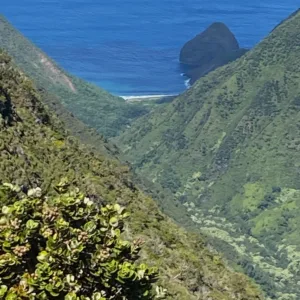 Lush green forest trail on Molokai during a guided tour