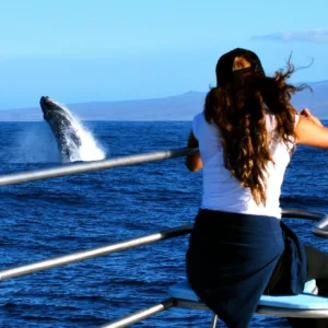 Snorkeling and whale watching from sailing catamaran