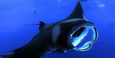 Nighttime manta ray snorkeling adventure under starry Hawaiian skies