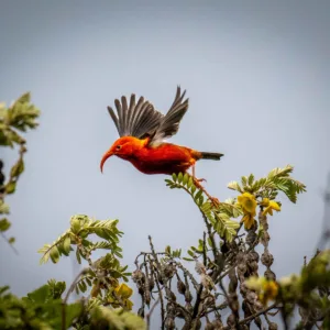 Birdwatchers observing native birds in lush Maui forest