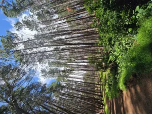 Upcountry Hiking Experience