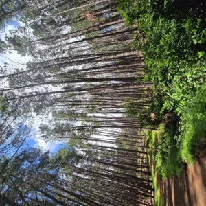 Hikers walking along scenic trail in Maui upcountry