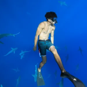 Exciting shark snorkeling adventure with expert guides
