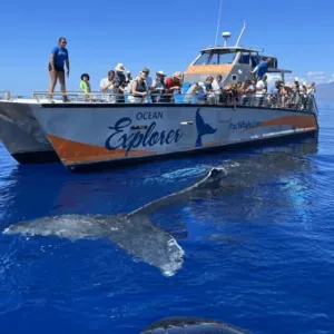 Sailing whale watching tour with ocean sounds and wildlife