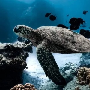 Public snorkel cruise with guests near manta rays