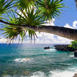 Winding Road to Hana surrounded by lush tropical rainforest trees