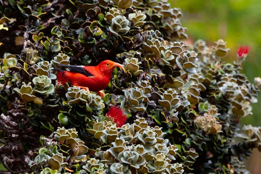 Shared birdwatching tour exploring Maui’s native species