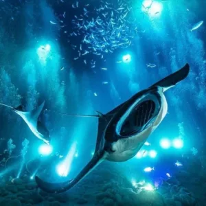 Private manta ray snorkel tour at night