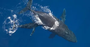 2 HOUR Whale Watch Photography Expedition *Private Charter*