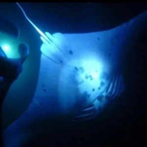 Night snorkelers observing manta rays in Kona waters