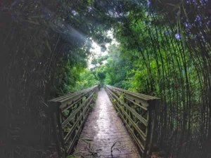 7 Sacred Pools & Bamboo Forest Hike