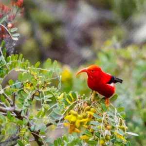 Private birdwatching tour with expert guide in Maui