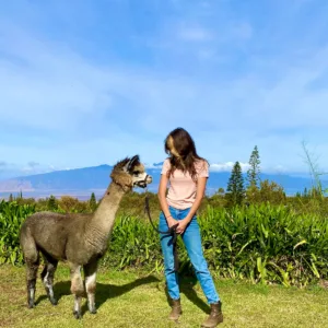 Trekking through Maui's landscapes with friendly alpacas