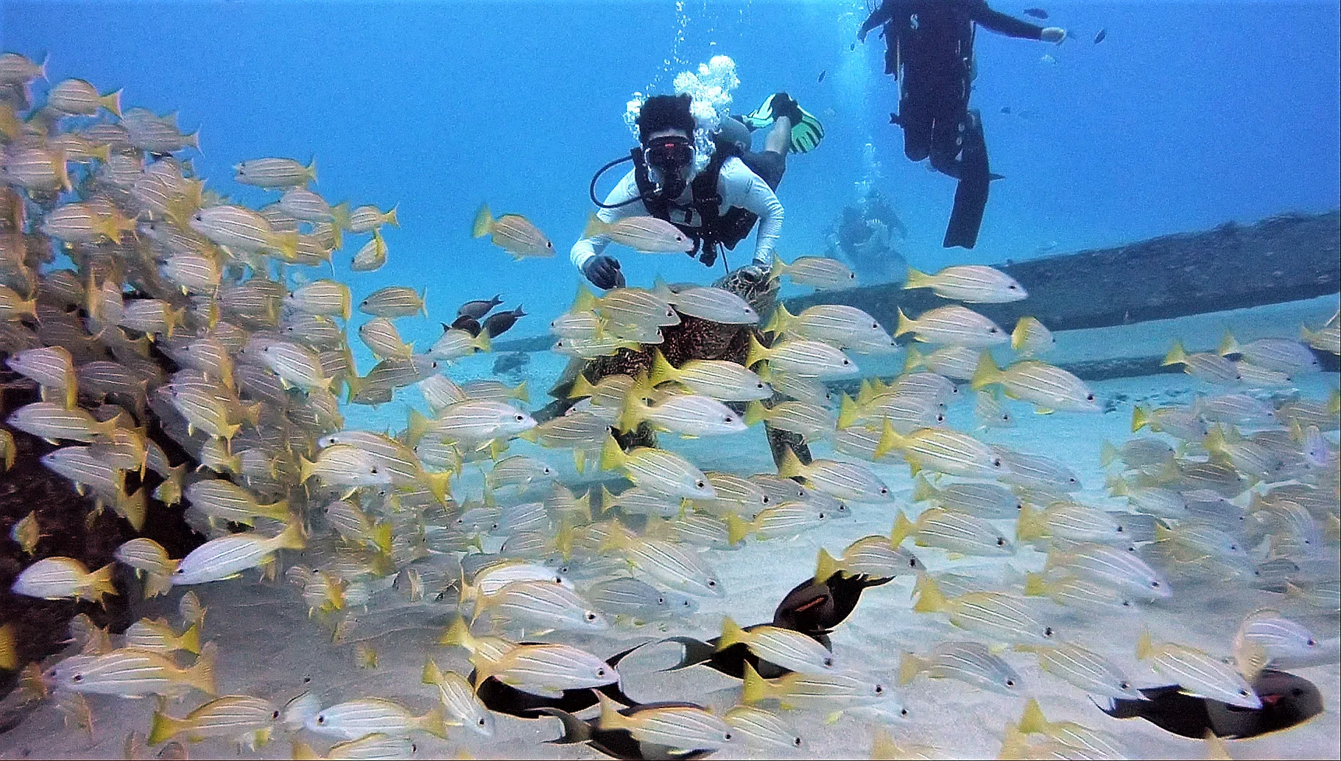 Scuba diver descending underwater during one tank dive session