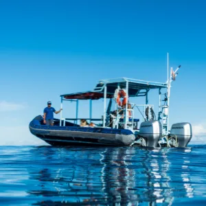 Private charter boat cruising near dolphins in clear waters