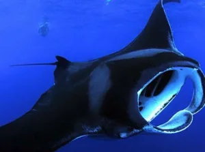 Manta rays gliding under moonlit ocean waters