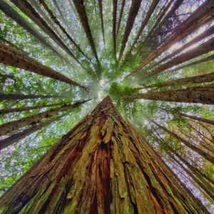 Hikers walking along lush trails in Maui Redwood forest