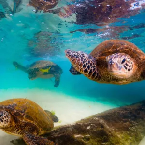 Exploring Kauai shore snorkeling with expert guidance