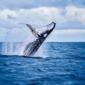 Whale and dolphin watching tour with turtle snorkeling