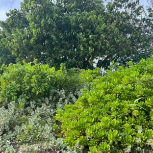 Volunteers planting native Hawaiian plants in garden