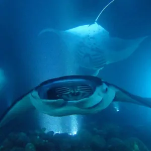 Tourists snorkeling with manta rays at night on Big Island