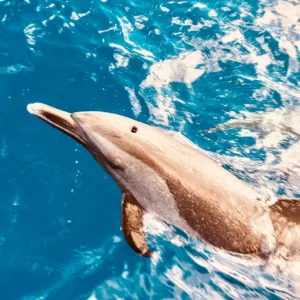 Wildlife tour featuring dolphins, whales, and turtles in Hawaii