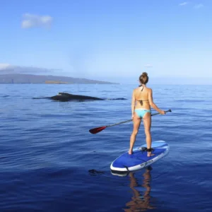 Private paddleboard whale watching experience on calm seas