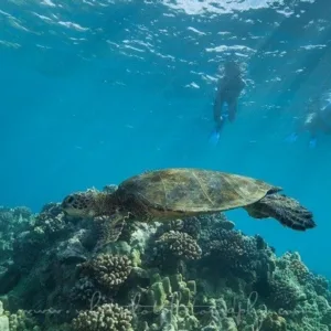 Snorkelers watching dolphins and turtles in ocean