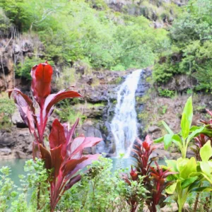Hikers walking through lush greenery in Waimea Valley