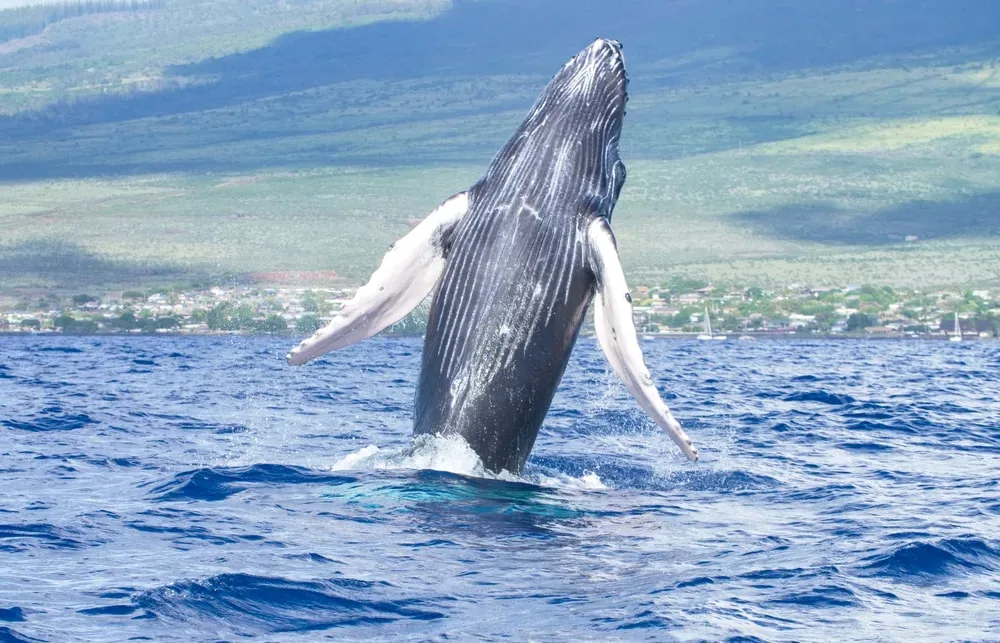 View of whales breaching near Maalaea Harbor