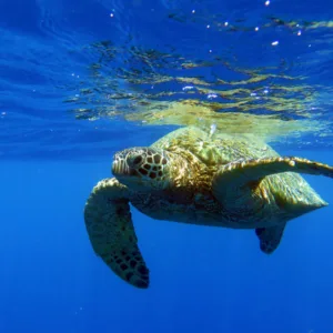 Snorkelers exploring vibrant coral in Turtle Canyon